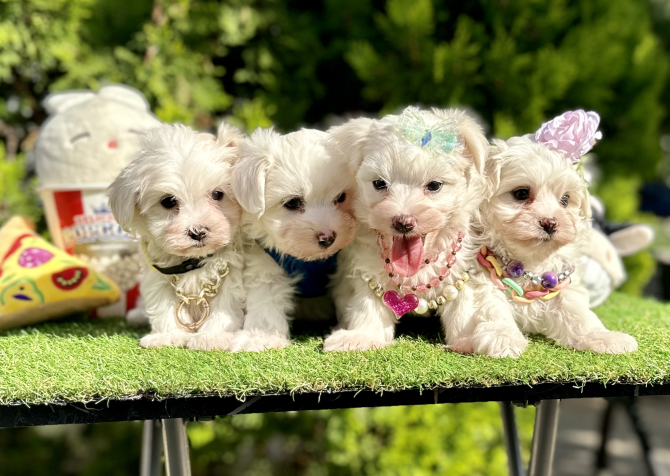 Maltese Terrier Safkan Yavrular